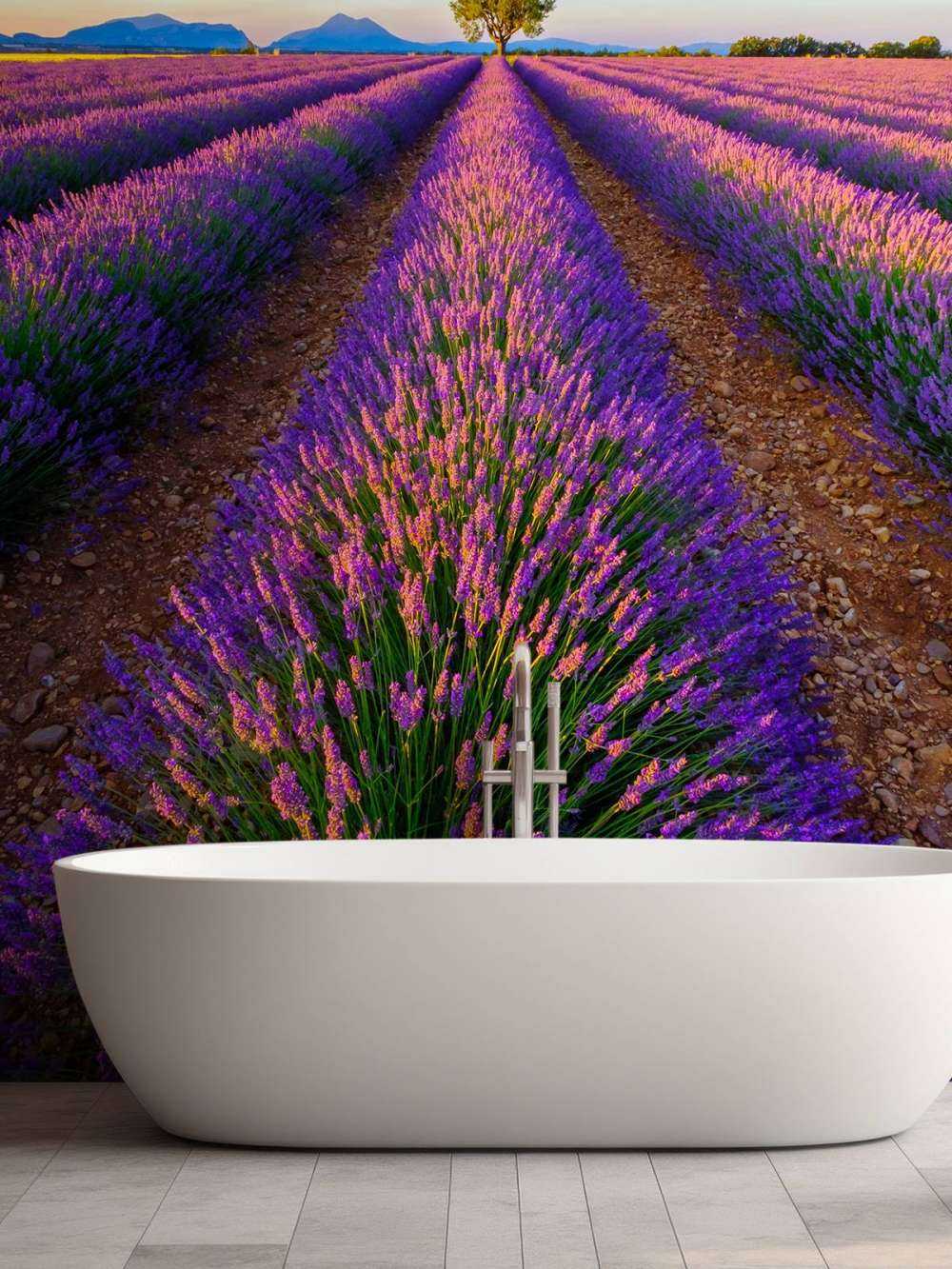 Lavanda a la luz del sol