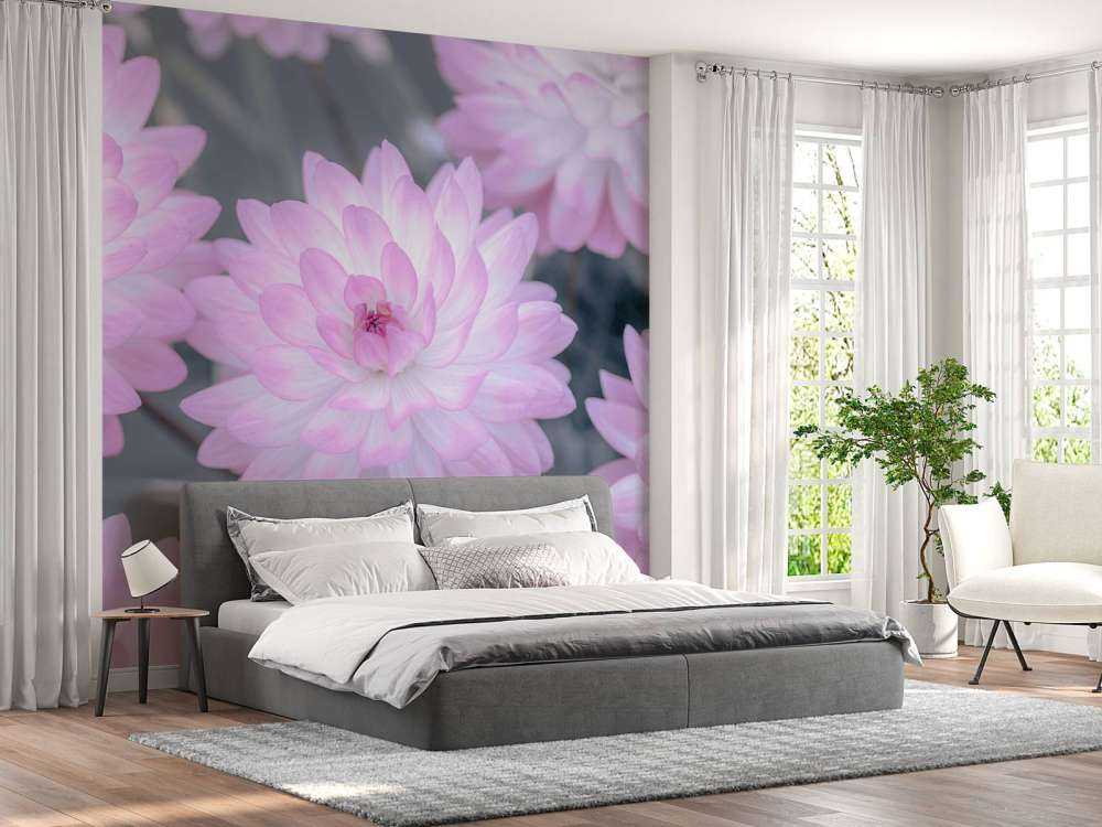 Flores de dalia rosa