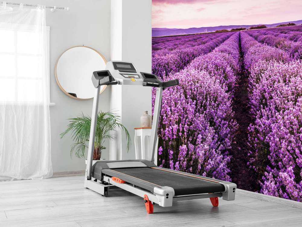 Arbustos de lavanda