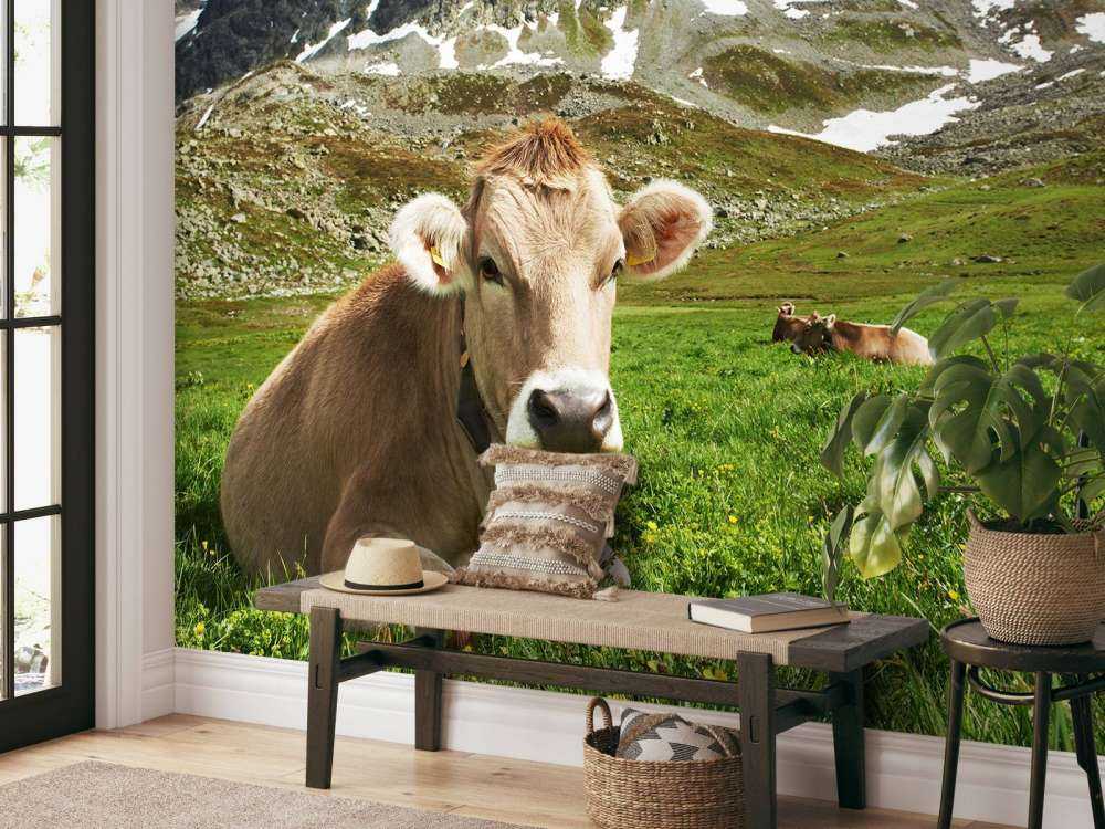 Vaca austriaca