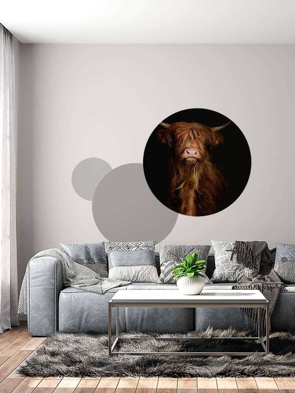 Retrato de una vaca escocesa