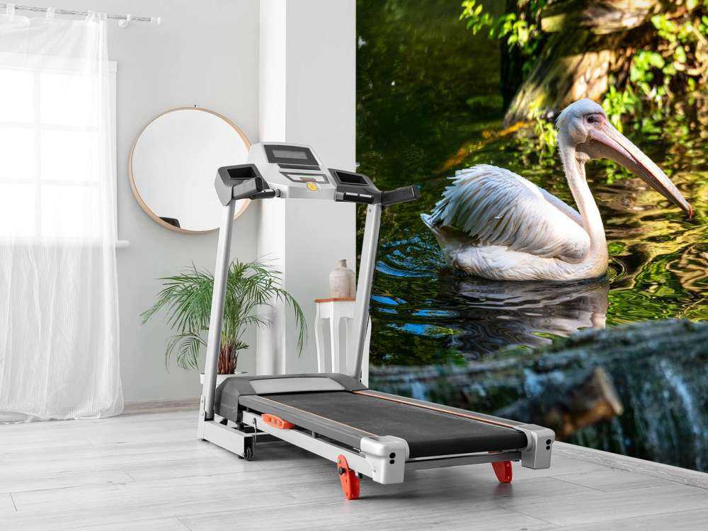 Pelican