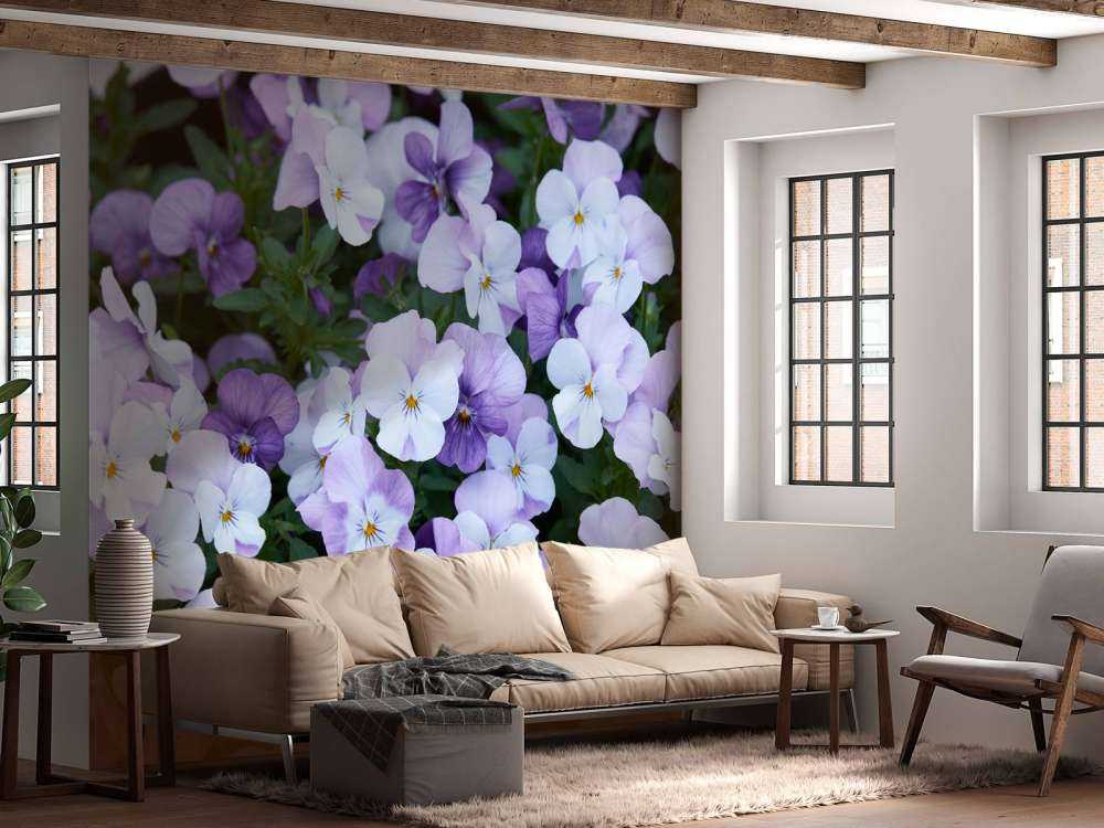 Violas blancas y moradas