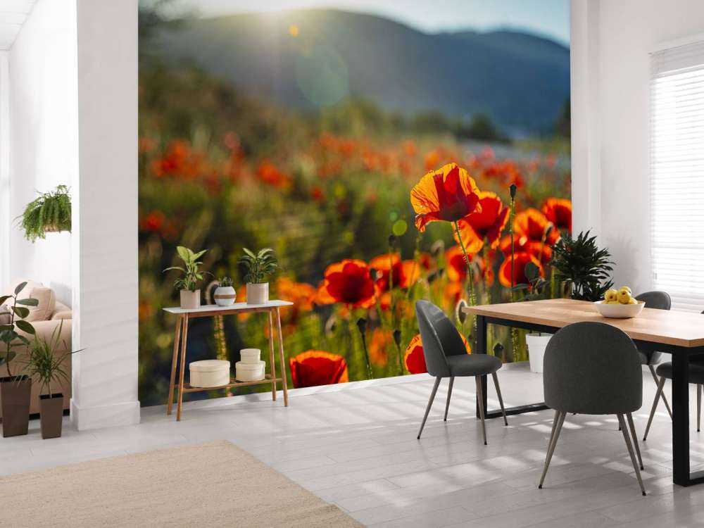 Amapolas con rayos de sol