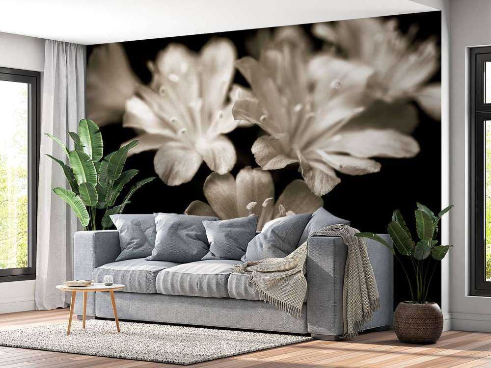 Primer plano de la flor de Lewisia
