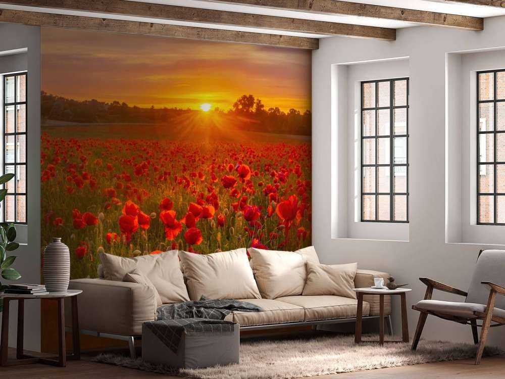 Campo de amapolas en flor