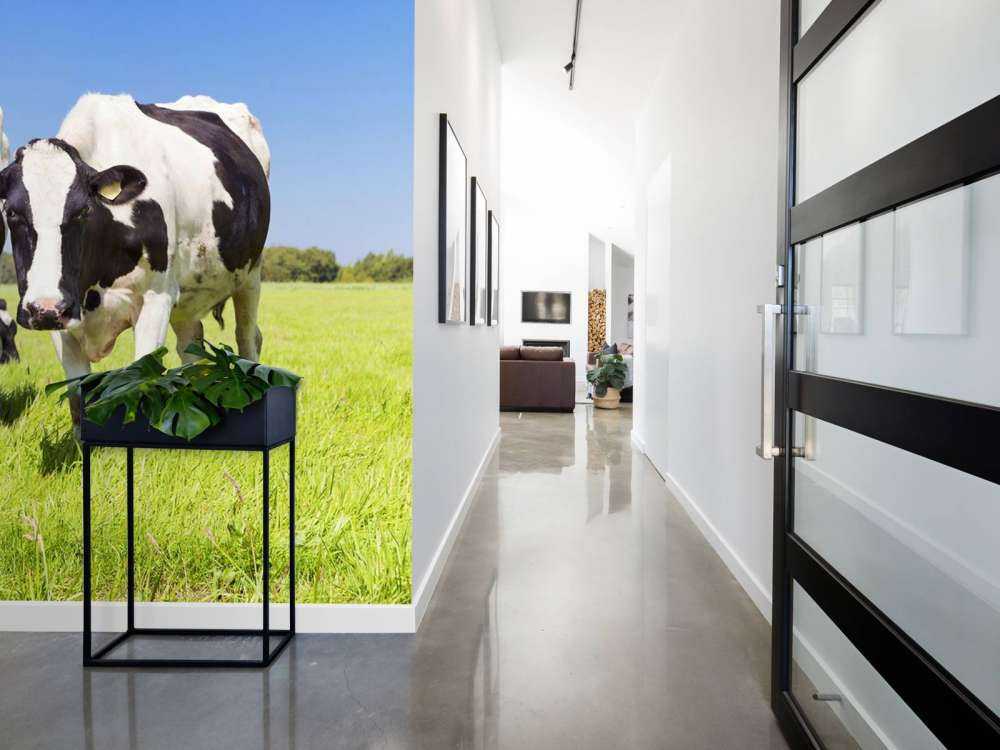 Foto empapelado vacas