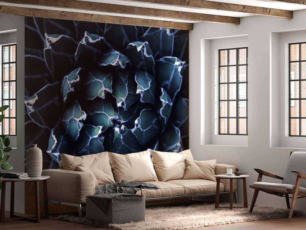 Suculento azul oscuro