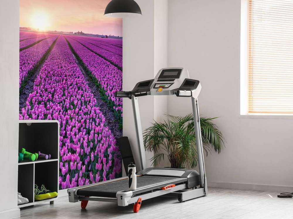 Tulipfield al amanecer