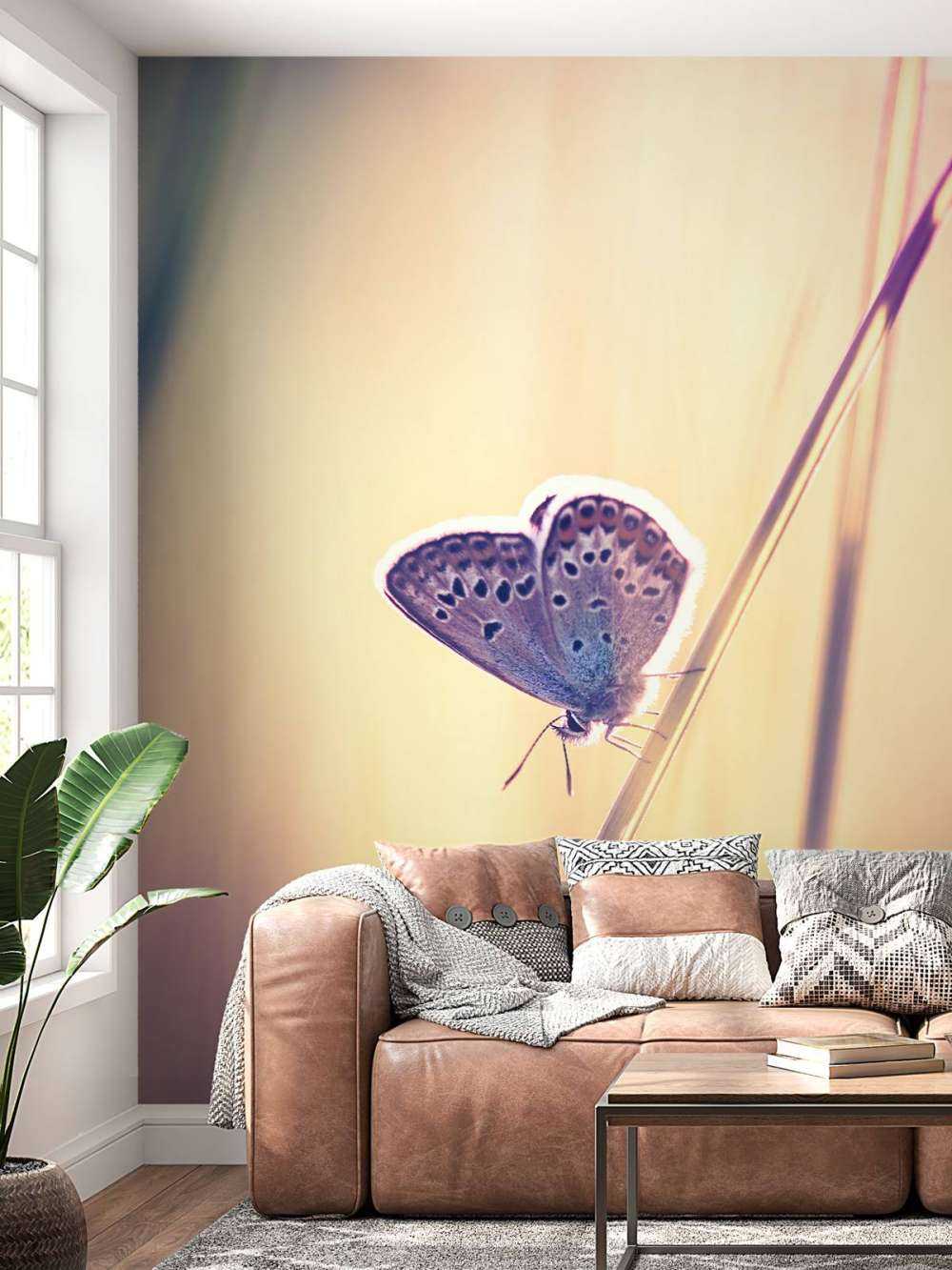 Mariposa de ensueño