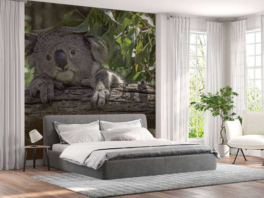 Lindo koala