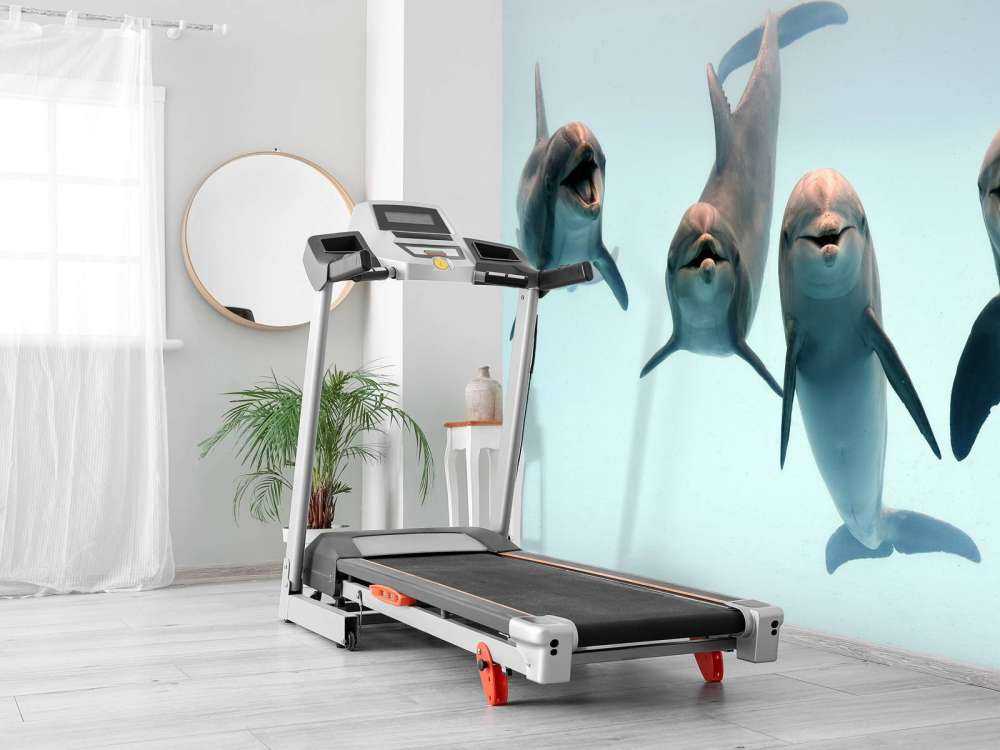 Delfines que ríen