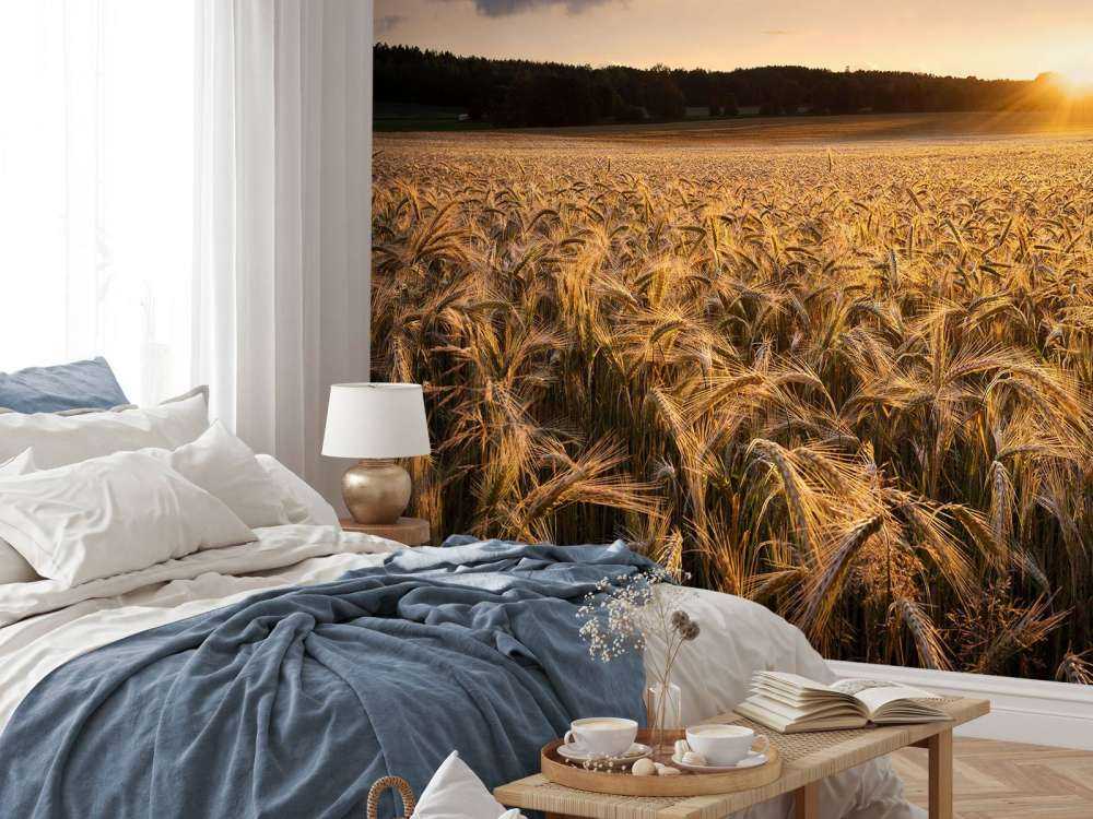 Campos de oro