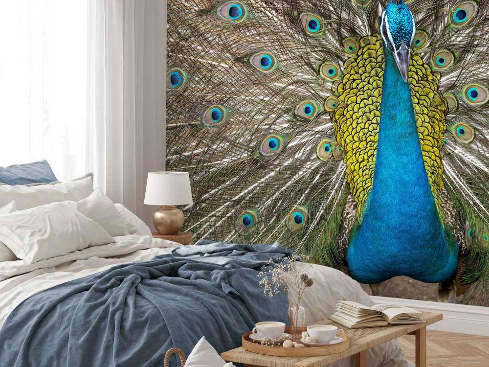 Pavo real con plumas exhibidas