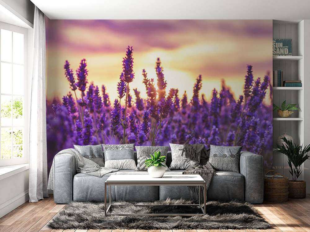 Flores de lavanda