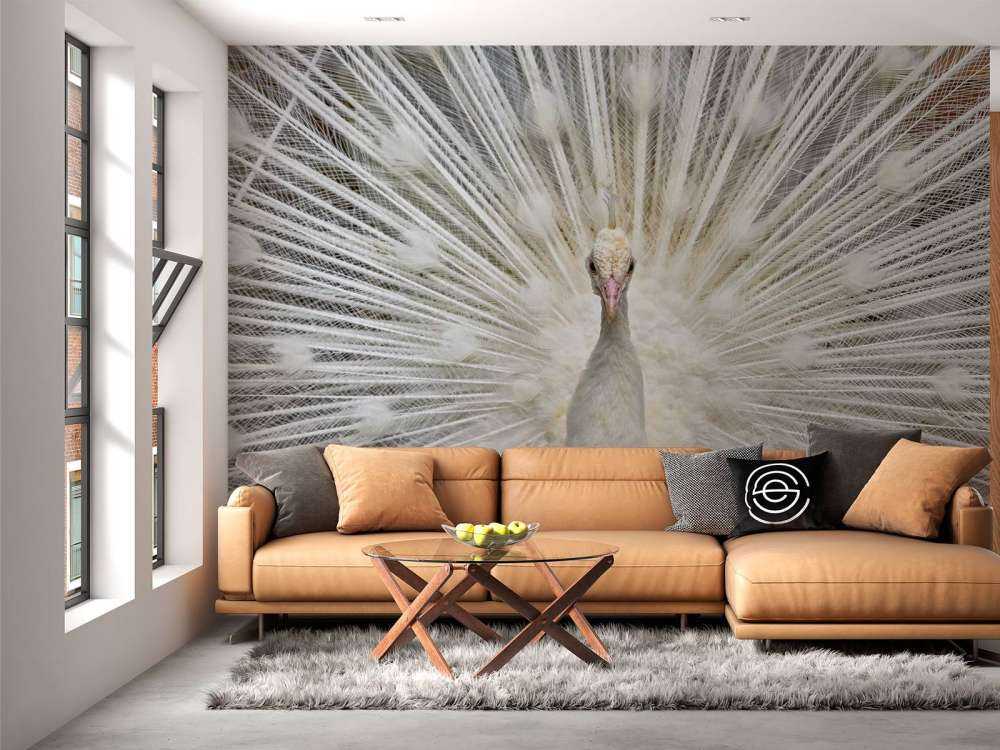 Pavo real blanco