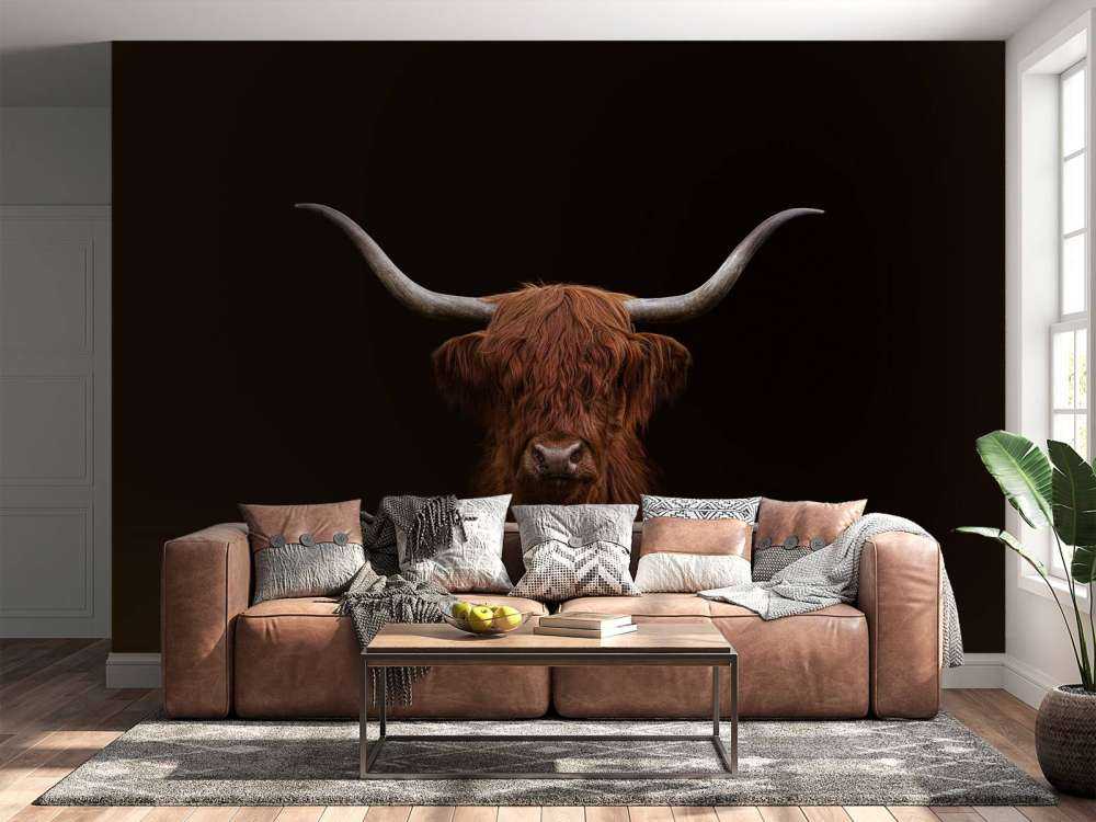 Vaca escocesa sobre fondo oscuro