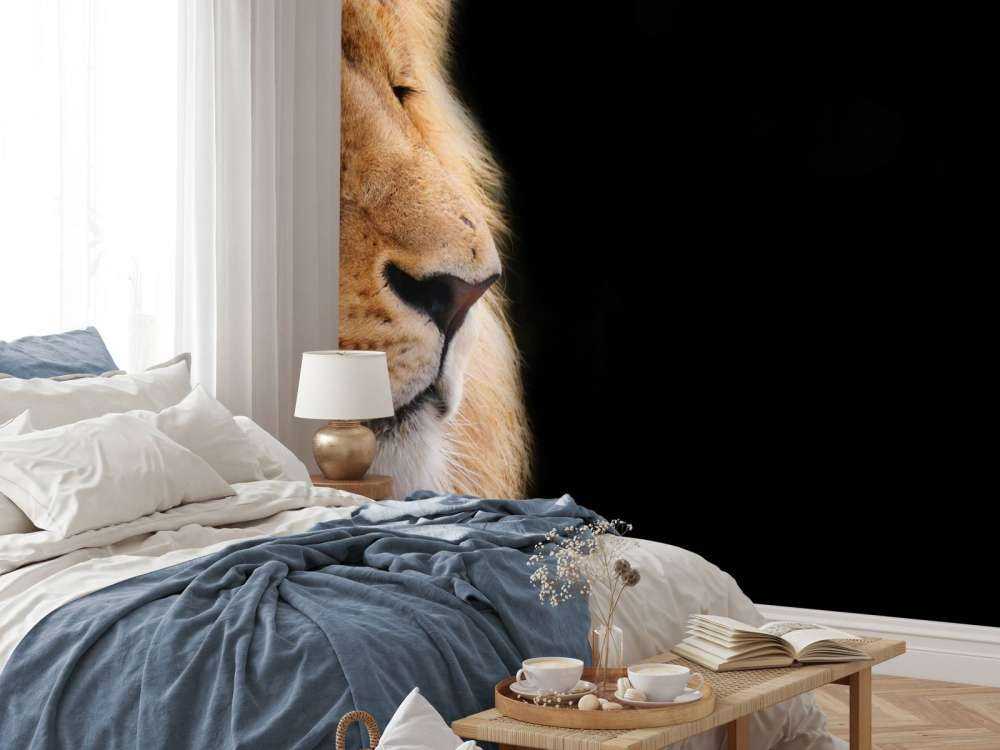 Primer plano del león