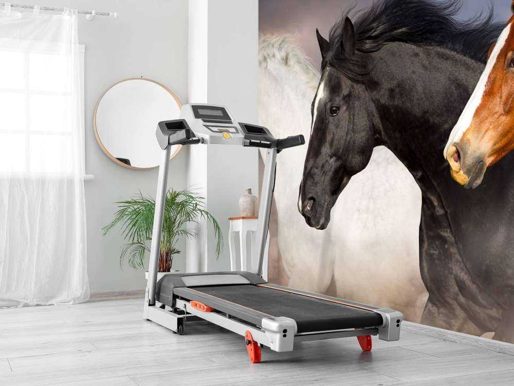 Manada de caballos