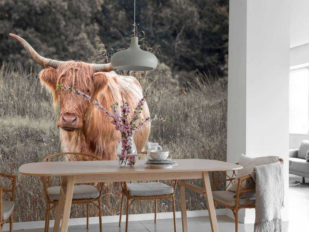Vaca escocesa en un campo