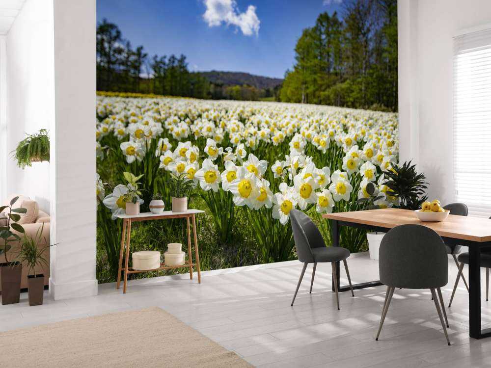 Narcisos blancos
