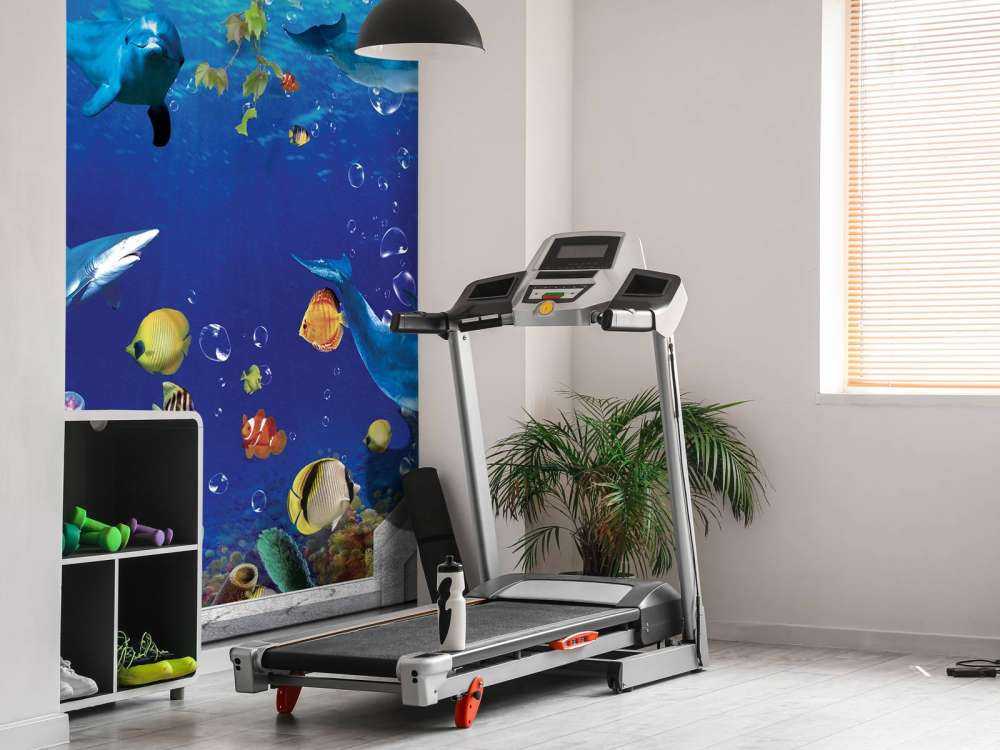 Delfines a través de la pared