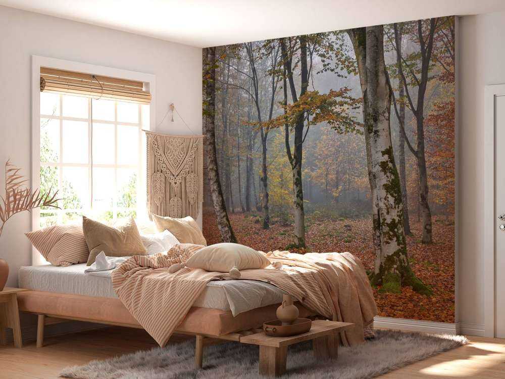 Bosque de abedules en otoño