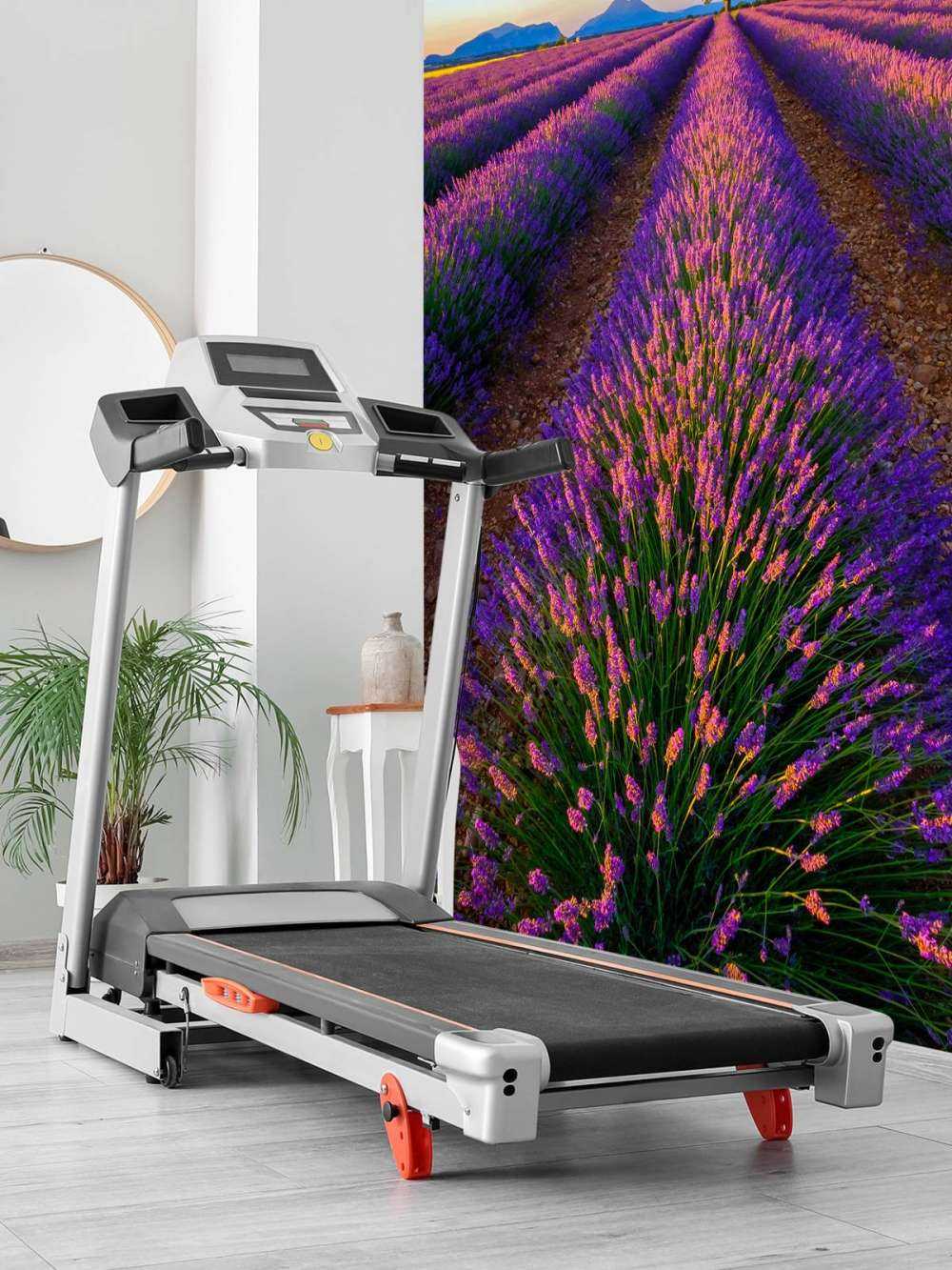 Lavanda a la luz del sol