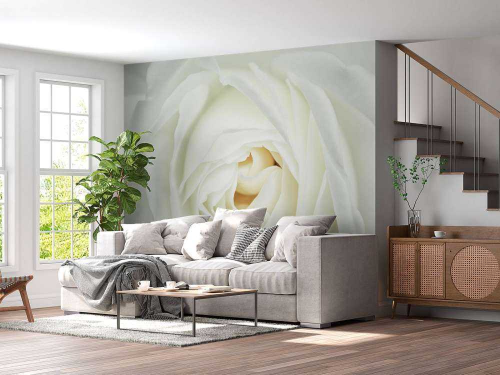Rosa blanca
