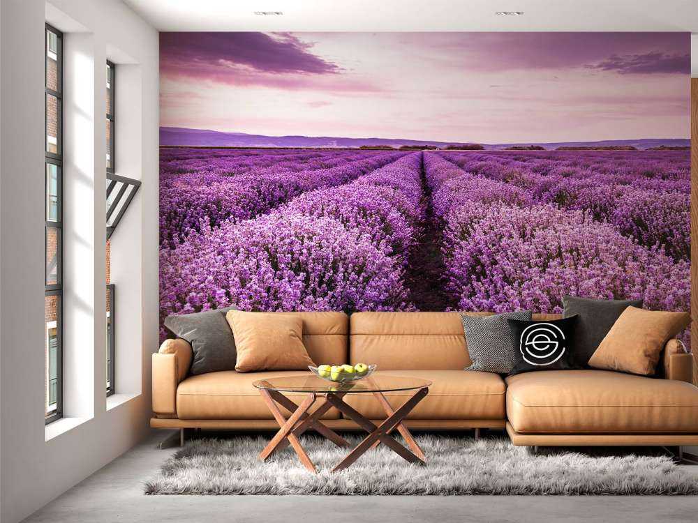 Arbustos de lavanda