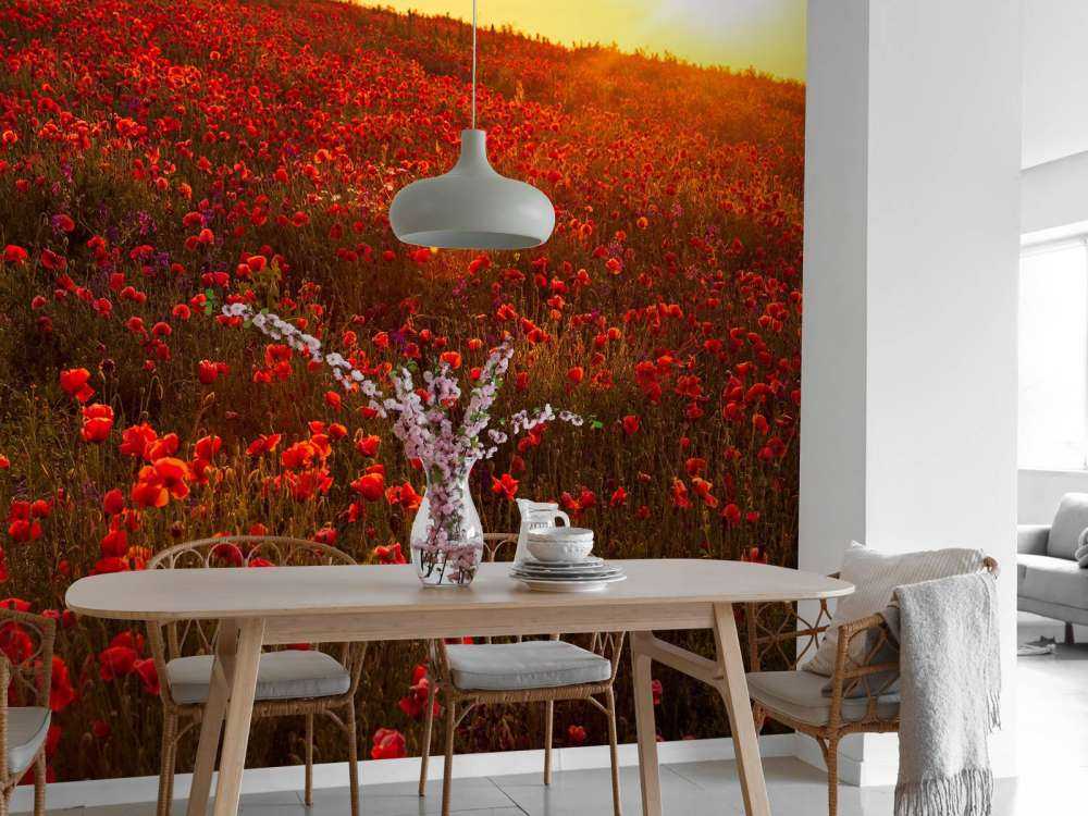 Amapolas en una colina