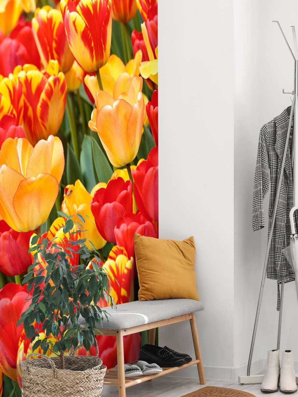 Tulipanes de colores