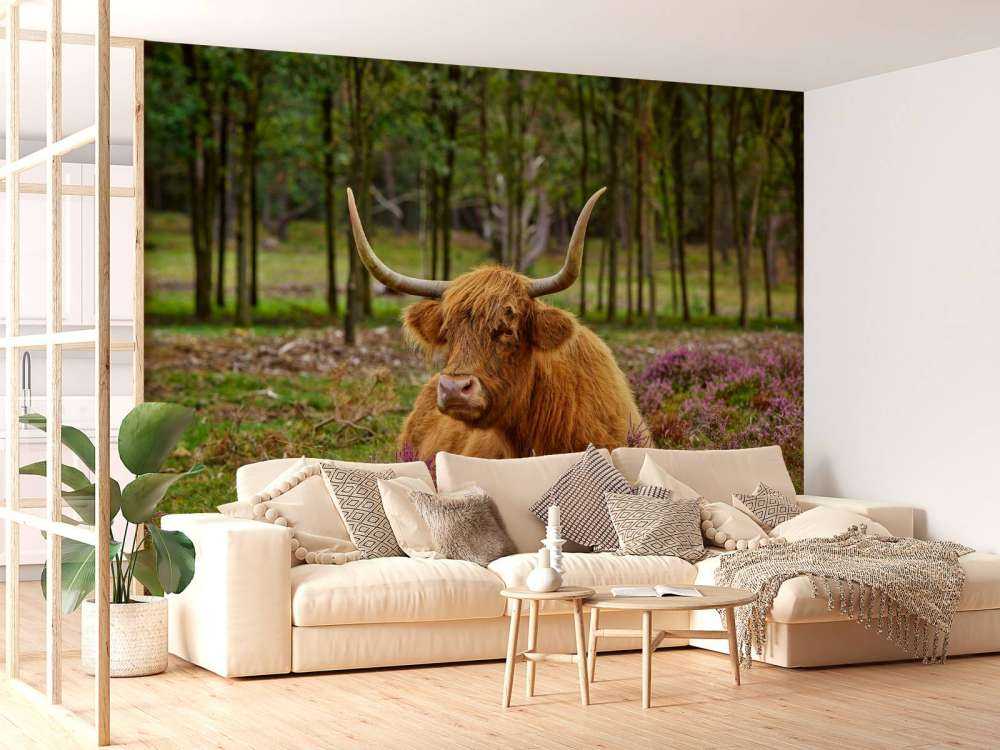 Vaca escocesa entre brezos morados
