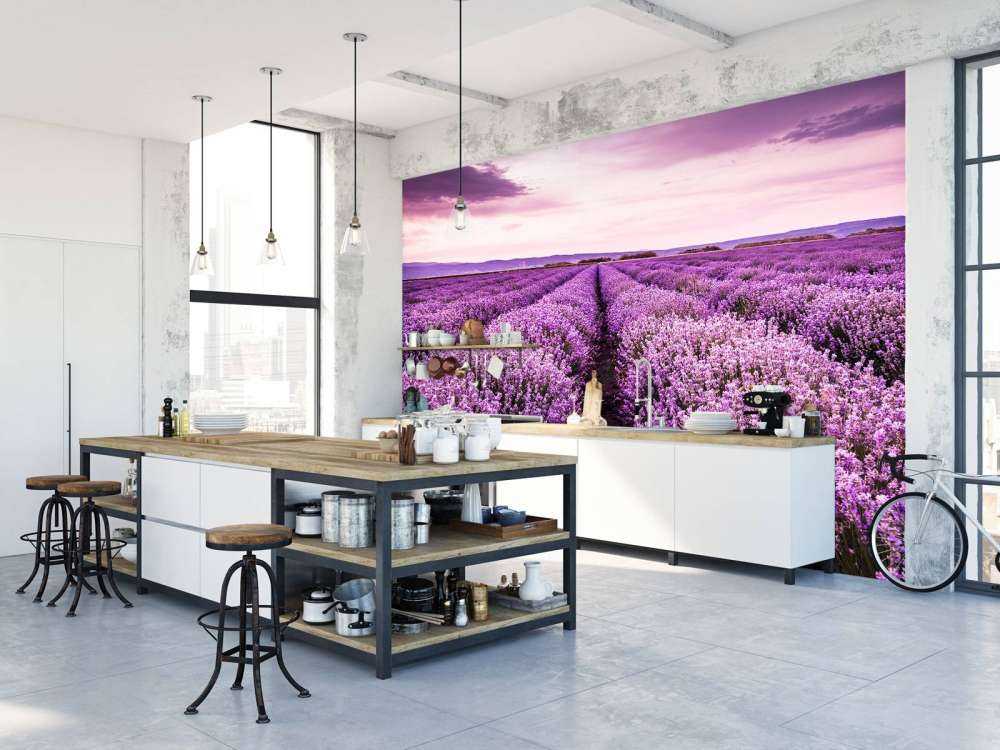 Arbustos de lavanda