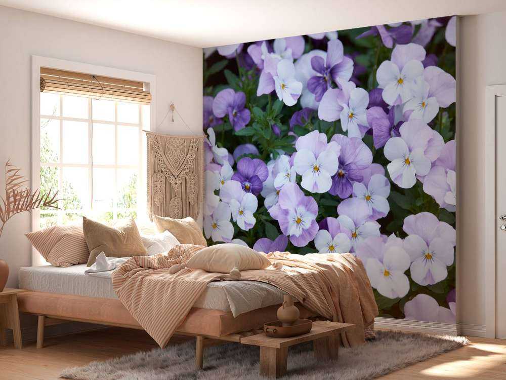 Violas blancas y moradas