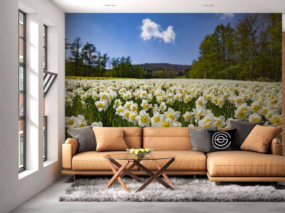 Narcisos blancos