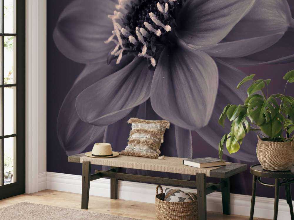 Flor de dalia oscura