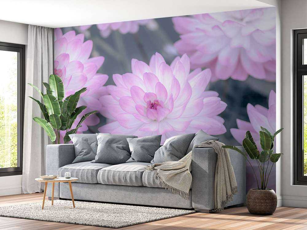 Flores de dalia rosa