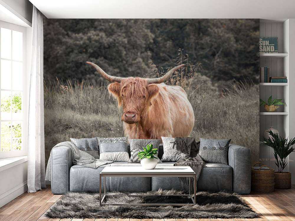 Vaca escocesa en un campo