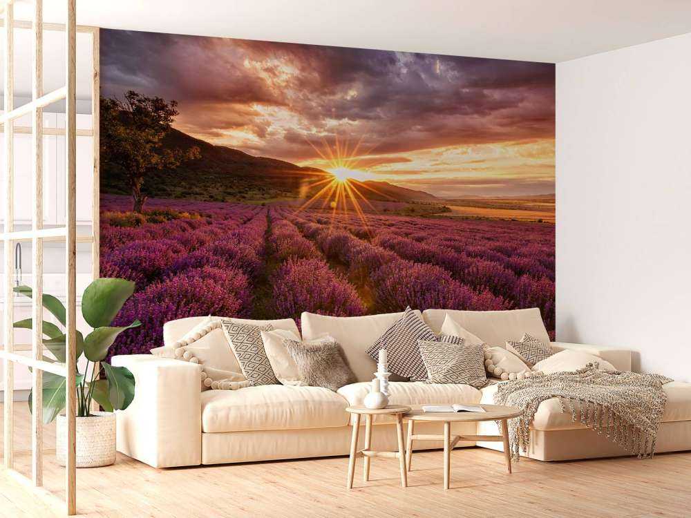 Lavanda al sol