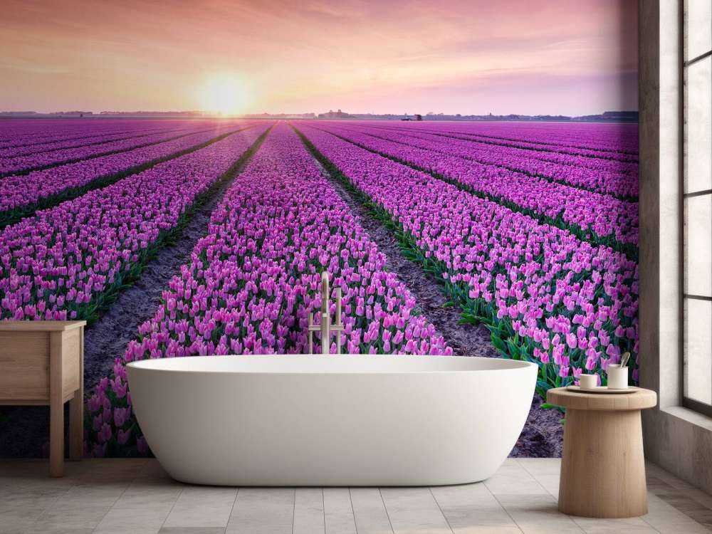 Tulipfield al amanecer