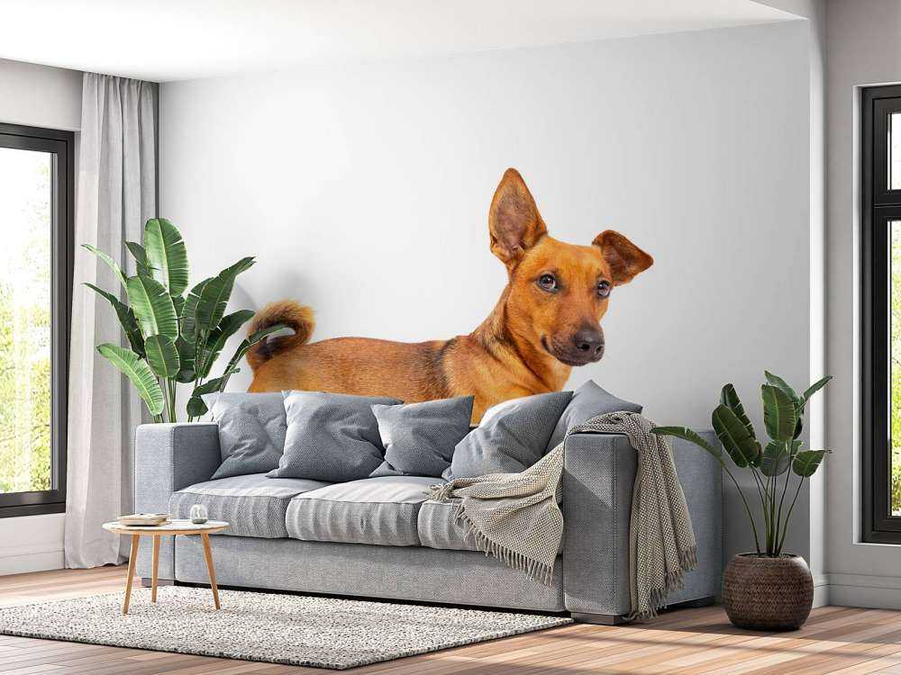 Lindo perro