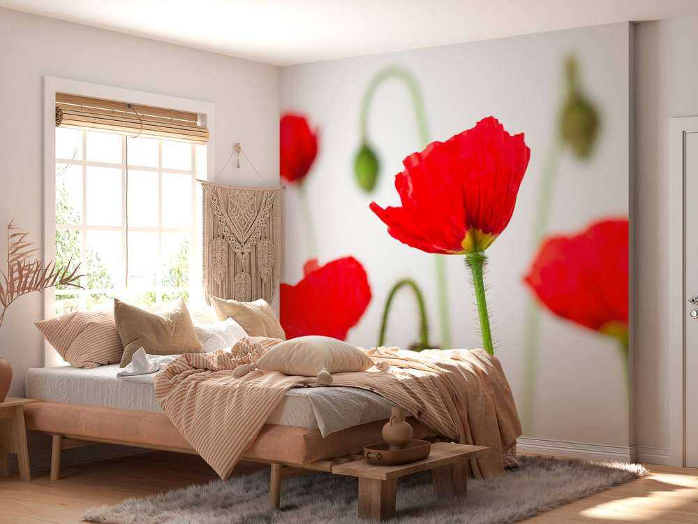 Primer plano de amapolas rojas