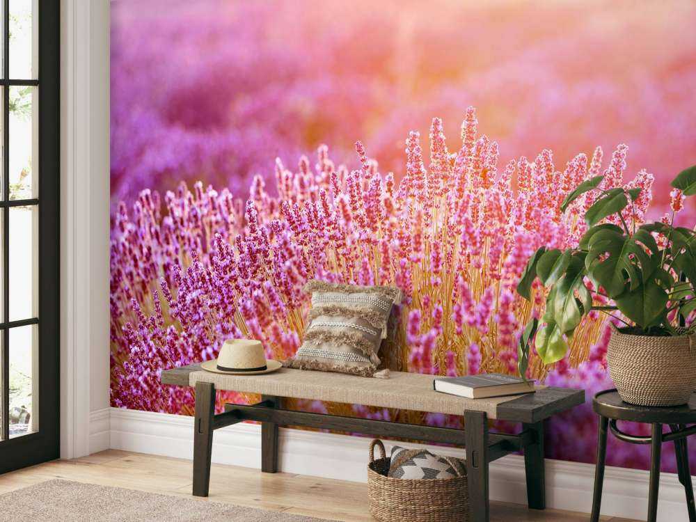 Primer plano de flores de lavanda