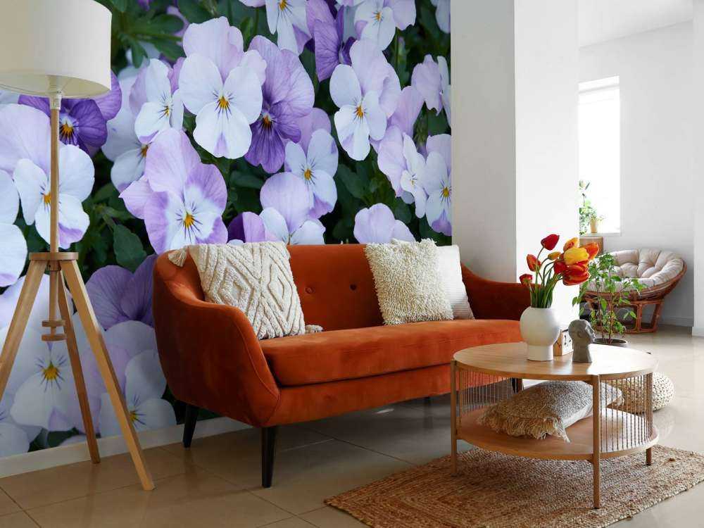 Violas blancas y moradas