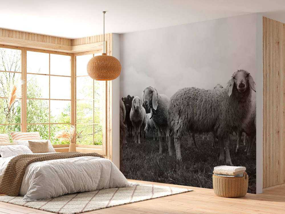 Rebaño de ovejas en blanco y negro