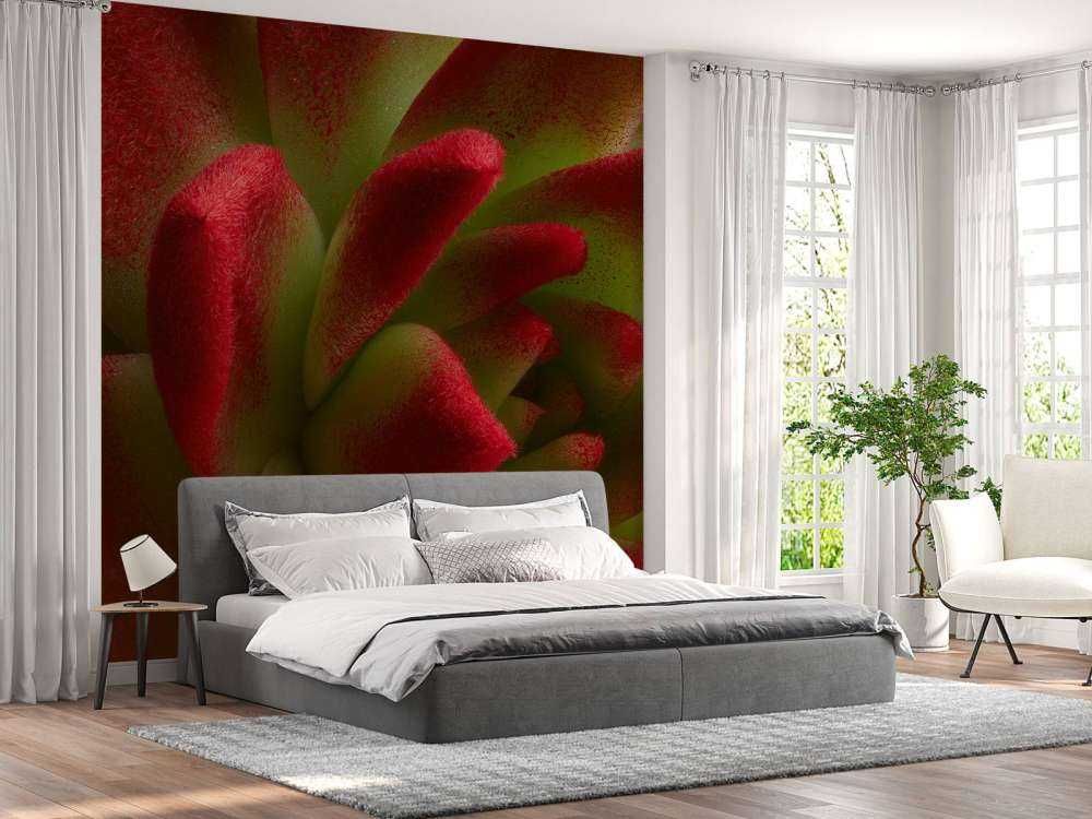 Cactus rojo