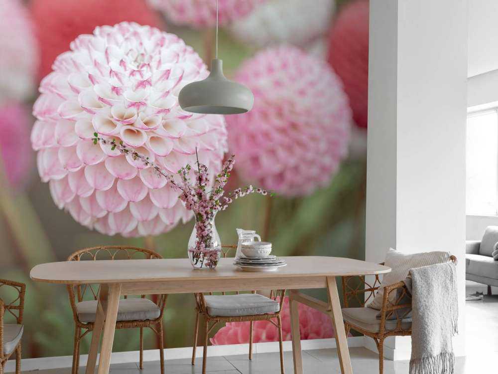 Flores de dalia rosa