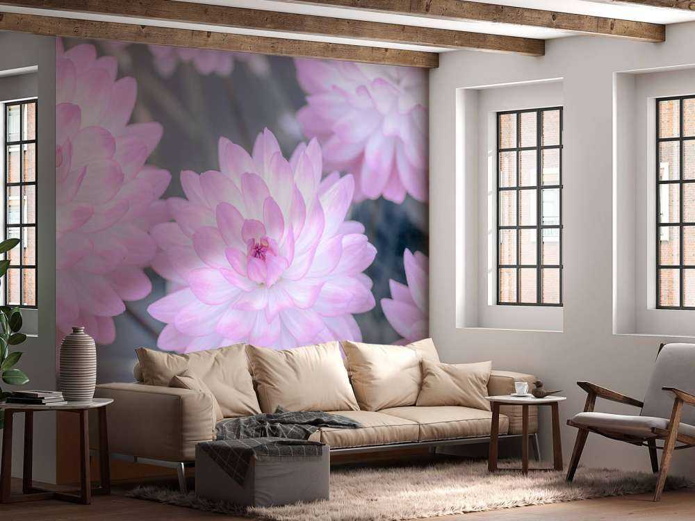 Flores de dalia rosa