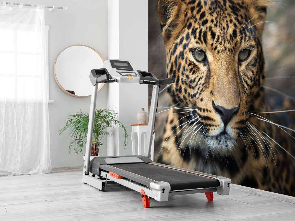 Primer plano de un leopardo
